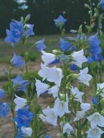 เมล็ดพันธุ์ Campanula persicifolia peach bellflower 200 เมล็ด เมล็ดพันธุ์นำเข้าจาก อังกฤษ seeds