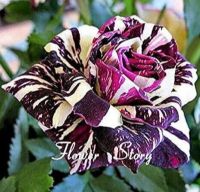 30 เมล็ด เมล็ดพันธุ์ กุหลาบ สตาร์แอนด์สไตร้พส์ Tiger Striped Rose Seeds สี ขาว-ม่วง ดอกใหญ่ นำเข้าจากต่างประเทศ พร้อมคู่มือ เมล็ดสด ใหม่