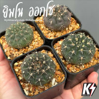 Gymnocalycium Ochoterenae ยิมโน ออกโซ #แคคตัส กระบองเพชร cactus&amp;succulent