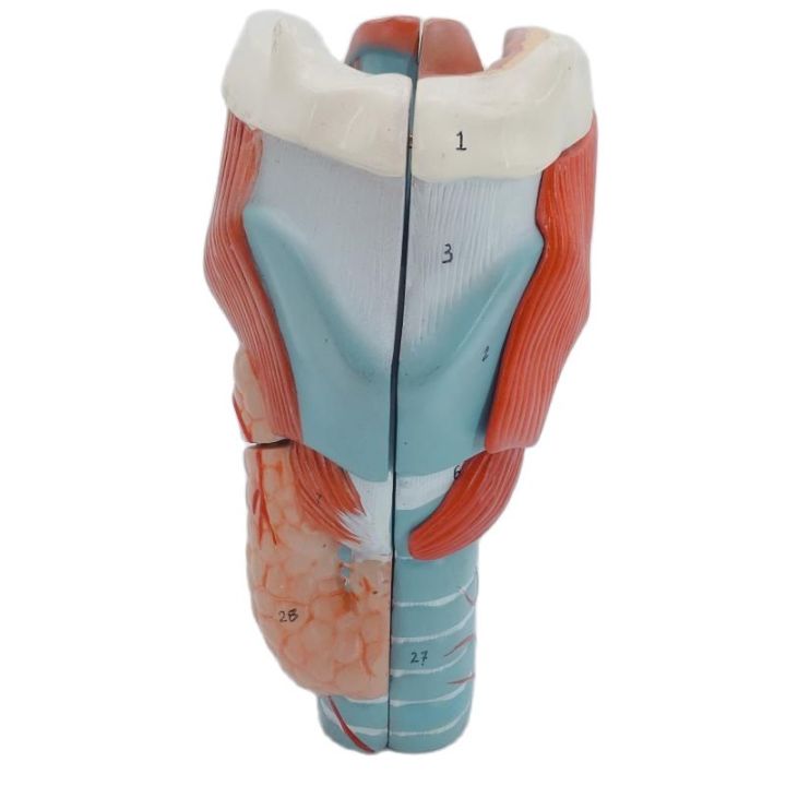 2X Magnification Throat Model Laryngeal Anatomical Specimen Laryngeal ...