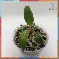 Philodendron Pink PrincessMarble ต้นไม้ฟิโลเดนดรอน พิงค์ ปริ้นเซส Marble ฟรีค่าจัดส่ง!! ต้นไม้ตรงตามรูป ยอดขายดีอันดับหนึ่ง