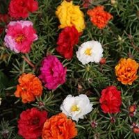 เมล็ดพันธุ์ แพรเซี่ยงไฮ้ กุหลาบ เซี่ยงไฮ้ Moss Rose Seeds ดอกใหญ่ นำเข้าจากต่างประเทศ พร้อมคู่มือ เมล็ดสด ใหม 5 เมล็ด Garden Seeds