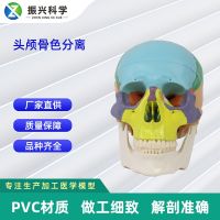 Skull color separation of orthopedic medical human skull model teaching mould