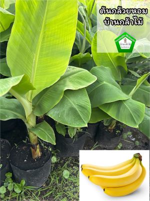 ต้นกล้วยหอมทอง 🎉ต้นแข็งแรง ระหว่างขนส่งสินค้าเสียหาย ทางร้านรับผิดชอบทุกรณีจ้า