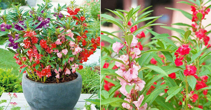 เทียนไทย-ดอกเทียน-เมล็ดพันธุ์ดอกเทียน-balsam-seed-บรรจุ-20-เมล็ด-10-บาท