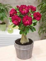 10 เมล็ด เมล็ดพันธุ์ Garden ชวนชม สายพันธุ์ Taiwan ดอกสีแดง Adenium seed กุหลาบทะเลทราย Desert Rose ราชินีบอนไซ เมล็ดปลูก ตกแต่งสวน อัตรางอก 80-90%