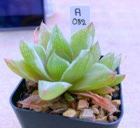 Haworthia Cymbiformis ‘planifolia’ A032