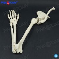 Body upper arm bone collarbone arm shoulder blades ulna radial humerus bone surgery medical bone model