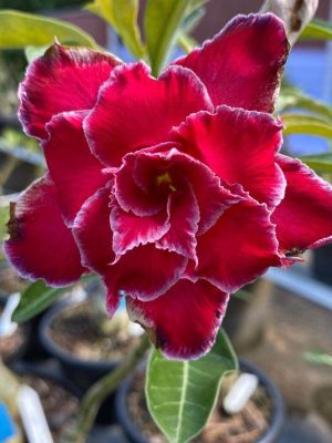 10 เมล็ดพันธุ์ ชวนชม สายพันธุ์ไต้หวัน สีแดง Adenium Seeds กุหลาบทะเลทราย Desert Rose ราชินีบอนไซ มีคู่มือปลูก นำเข้าจากไต้หวัน