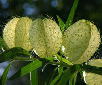 เมล็ดพันธุ์ หงส์เหิร / สวอนแพลนท์ Swan plant จากโปรตุเกส