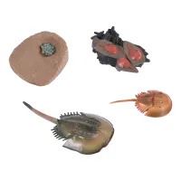 Simulation Horseshoe Crabs Growth Cycle Model,Insect Life Cycle Model Life Cognition Model Ornaments