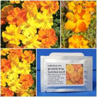 เมล็ดพันธุ์ ดาวกระจาย ไบร์ทไลท์ คละสี Bright light Cosmos Mix Flower Seed 150 เมล็ด คุณภาพดี ราคาถูก ของแท้