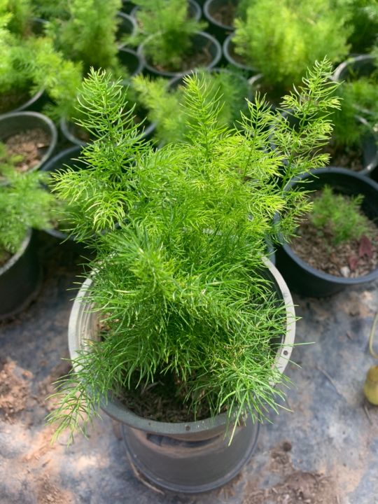 ปริกน้ำค้าง-asparagus-fern-เป็นไม้ปลูกประดับสวนหย่อมในพื้นที่แสงรำไรหรือปลูกลงกระถาง-พุ่มใบโปร่งละเอียดดูสวยงาม-กระถาง6นิ้ว