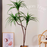 [พร้อมส่ง]?DRAGON TREE (ต้นมังกร) ต้นนี้ใบสีเขียวล้วนนะคะ ทรงต้นมินิมอลเก๋มาก แต่งบ้านสวยไม่ซ้ำใคร