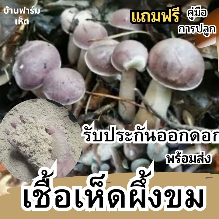 เชื้อเห็ดผึ้งขม-หรือ-เชื้อเห็ดยูคาลิปตัส-เชื้อเห็ด-แบบผง