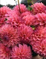 1 เหง้า/ชุุด รักเร่ Dahlia Bulb สายพันธุ์ PINK RUNNER หัวรักเร่ ดอกไม้ ดอกรักเร่ เหง้า นำเข้า ยุโรป หัวสดใหม่ ผ่านการแช่เย็นแล้ว