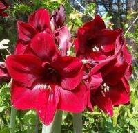 ว่านสี่ทิศฮอลแลนด์ Amaryllis Bulb Royal Velvet สินค้านำเข้า แช่เย็นแล้ว หัวขนาดใหญ่