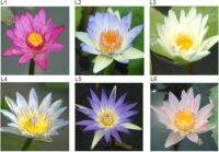 10 เมล็ด เมล็ดบัว คละสี นำเข้า บัวนอก สายพันธุ์ของแท้ 100% เมล็ดบัว ดอกบัว ปลูกบัว เม็ดบัว ปลูกในโหลแก้วได้ อัตราการงอกสูง 85-90% Waterlily Nymphaea Seeds