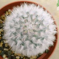 แมมขนแกะ mammillaria bocasana 10 seeds