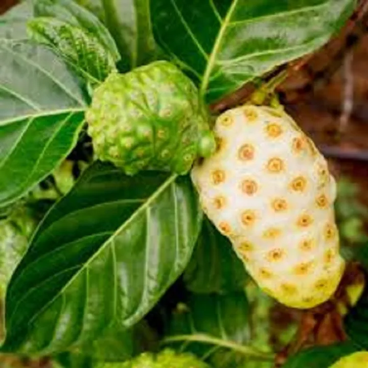 NONI FRUIT SEED`S 