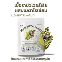 บิวเวอร์เรีย ผสม เมธาไรเซียม (50g) กำจัดแมลงศัตรูพืชทุกชนิด เพาะเชื้อจากห้องLAB100% ปลอดภัยต่อผู้ใช้และสัตว์เลี้ยง