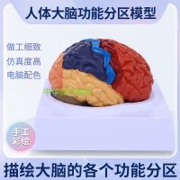 Color points brain anatomical model of the human brain brain color points model of brain function area brain anatomical structure model