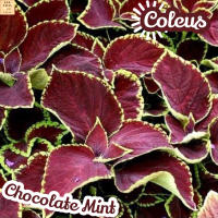 [ฤๅษีผสม ช็อคโกแลตมิ้นท์] Coleus Chocolate Mint ส่งพร้อมกระถาง ไม้ใบ ไม้ดอก ไม้ประดับ ไม้ด่าง ไม้สวยๆ ใบใหญ่ ไม้ฟอกอากาศ ไม้เลี้ยงในร่ม ไม้ร่ม