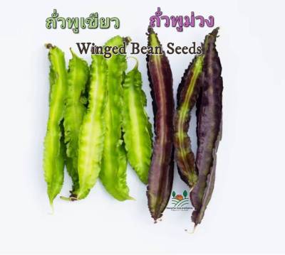 ถั่วพู ถั่วพูม่วง🌱 ถั่วพูเขียว Winged Bean Seeds บรรจุ5 เมล็ด🍃 เมล็ดพันธุ์ถั่วพู ปลูกไม่นานก็ได้กิน👉พุ่มดก กรอบ