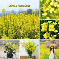 ปลูกง่าย ปลูกได้ทั่วไทย ของแท้ 100% 200pcs เมล็ดพันธุ์ คาโนลา Canola Flowers Seeds Vegetable Seeds for Gardening แต่งบ้านและสวน คุณค่าทางโภชนาการที่ดีต่อสุขภาพและสูง เมล็ดพันธุ์ผัก อุปกรการเกษตร ผักสวนครัว ไม้ประดับ พันธุ์ไม้ผล Plants