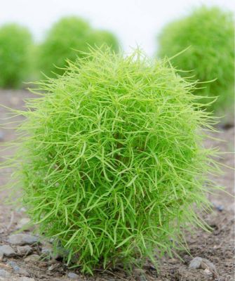 100 เมล็ดพันธุ์ Bonsai เมล็ด พุ่มไม้เพลิง หญ้ากอเชีย ไซเปรสลูกไฟ Kochia (Kochia scoparia) Seed อัตราการงอกของเมล็ด 80-85%