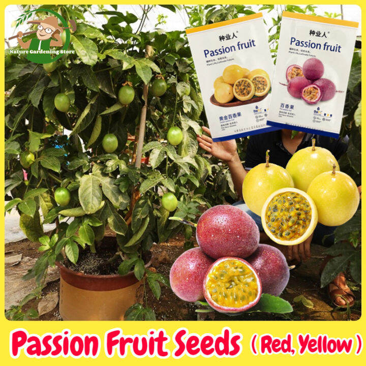 Fresh Organic Red & Yellow Passion Fruit Seeds for Planting (High Germination) Legit Rare