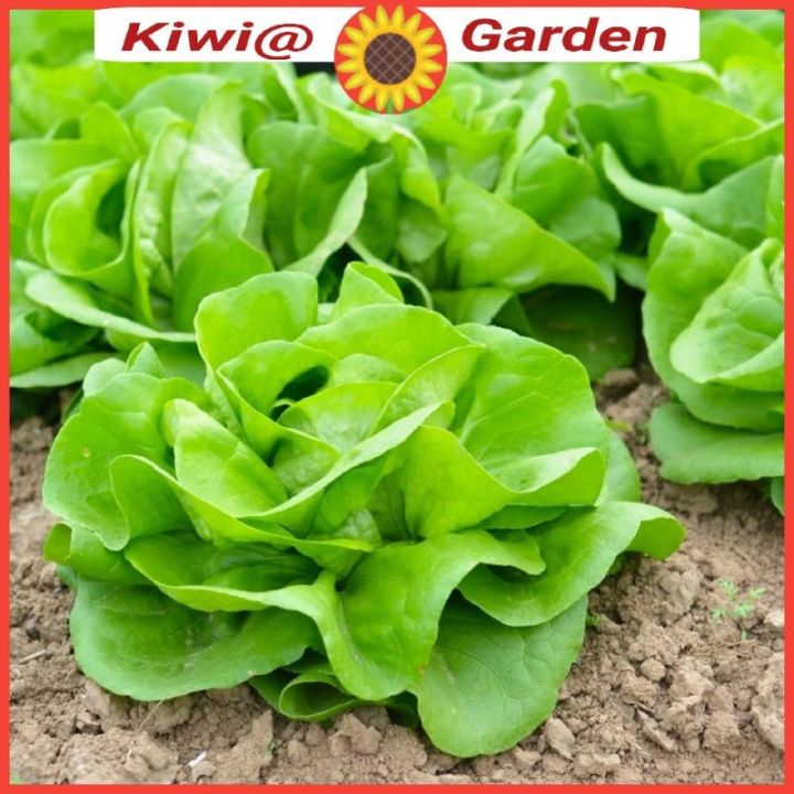 L1 Butter Lettuce Seeds Iji Benih Sayur Salad Butter Vegetable Seeds Biji Benih Sayuran Lazada Ph