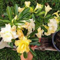 2 เมล็ด เมล็ดพันธุ์ ชวนชม สายพันธุ์ Chamomile สีเหลือง Bonsai Desert Rose Adenium Seed กุหลาบทะเลทราย ราชินีทะเลทราย บอนไซ มีคู่มือปลูก