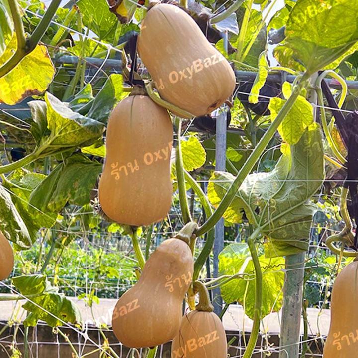 เมล็ดพันธุ์บัตเตอร์นัทอาร์เจนตินา-10เมล็ด-เมล็ดฟักทองบัตเตอร์นัท-argentina-butternut-squash-seeds