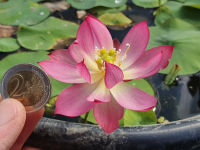 5 เมล็ด เมล็ดพันธุ์บัว บัวนอก สายพันธุ์ Colorful Lantern in Qinhuai สีชมพู พิงค์ บัวแคระ Micro Lotus(Tea Cup Lotus) บัวจักรพรรดิ์ บัวสวมงาม บัวนำเข้า Lotus Seeds