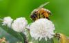 Bộ 3 chai mật ong nguyên chất rừng tây nguyên 1 lít giá gốc, bao đủ lít - ảnh sản phẩm 5