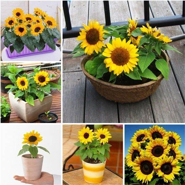 [Fast Grow] Malaysia Ready Stock 30Pcs Dwarf Sunflower Seed Sun Flower