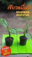 เขียวหมื่นปี (Aglaonema Modestum) ต้นไม้มงคล ราชินีไม้ใบเขียว