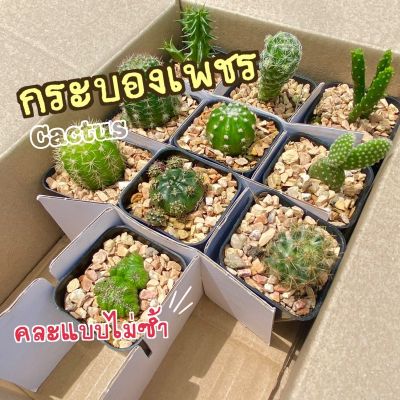 (ส่งไว)🌵กระบองเพชร cactus 🌵 คัดทุกต้นไม่ซ้ำเเน่นอน 10 ต้น(ต้นไม้ส่งทั้งกระถาง)