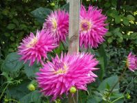 35 เมล็ด. เมล็ดพันธุ์ Seeds Dahlia Pink Jupiter สายพันธุ์ยุโรป ดอกรักเร่ นำเข้าจากอังกฤษ ดอกใหญ่ พร้อมคู่มือปลูก Dahlia Seeds