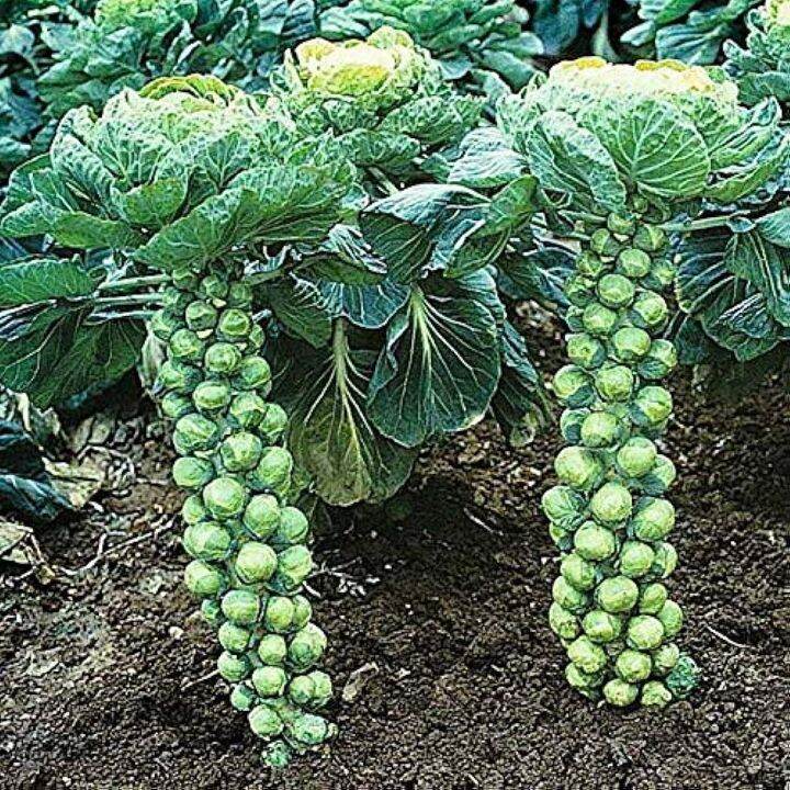 Seeds Brussels Cabbage Hercules Vegetable Heirloom seeds | Lazada PH