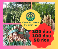 หญ้าหวานอิสราเอล หญ้าเลี้ยงสัตว์ หญ้าโปรตีนสูง พันธุ์หญ้า (50,100,300 ท่อน)