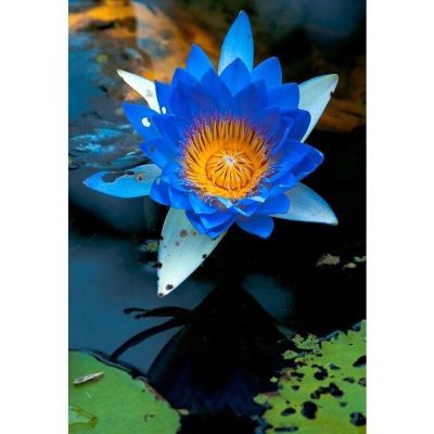 เมล็ดบัวจิ๋ว (Water lily) สีน้ำเงิน&nbsp; 5 เมล็ด.