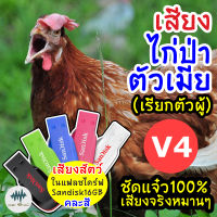 เสียงไก่ป่าตัวเมีย V.4 (เรียกตัวผู้) เมม/แฟลชไดร์ฟเสียงไก่ป่าตัวเมีย V.4 มีเก็บเงินปลายทาง ชัดแจ๋ว 100% ไม่มีโฆษณาแทรก (MP3 เสียงต่อสัตว์)