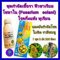 โรคทุเรียน ชุดกำจัดเชื้อรา ฟิวซาเรียม โซลาไน(Fusarium solani)โรคกิ่งแห้งทุเรียน ไดโนโฟกัส คอปเปอร์น้ำ เนื้อครีมสีฟ้า 1ลิตร+ลากูเร่500ccราสีชมพู