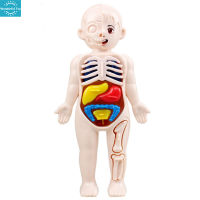 WT【ready stock】14pcs Human Body Organ Model Diy Assembled Medical Early Education Toys Teaching Aids For Children Gifts【cod】