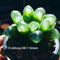 Haworthia obtusa ‘OB-1 Green’ A068