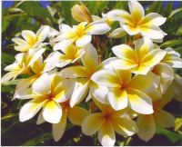 10 เมล็ด ลีลาวดี Frangipani , Pagoda Tree, Hawaii Plumeria ฮาวาย สายพันธุ์ Hawaiian Hybrid Plumeria สีเหลือง ต้นไม้มงคล นิยมปลูกจัดสวน