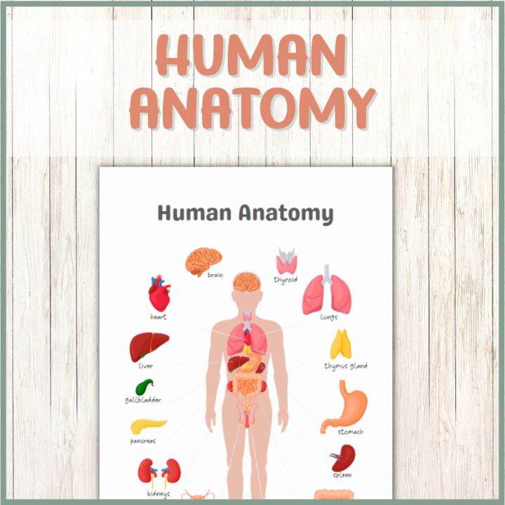 A4 A3 Human Anatomy Educational Chart Poster, Homeschool Learning ... Biology Diagrams