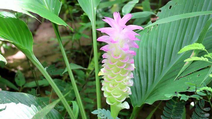 3หัว-ออเดอร์-ว่านเทพประชุมพร-curcuma-cordata-โบราณนั้นแสวงหาว่านที่หายากมาไว้ในครอบครอง-เป็นที่นิยมมานาน-ว่านมงคล